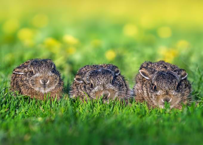 Three baby hares in green grass