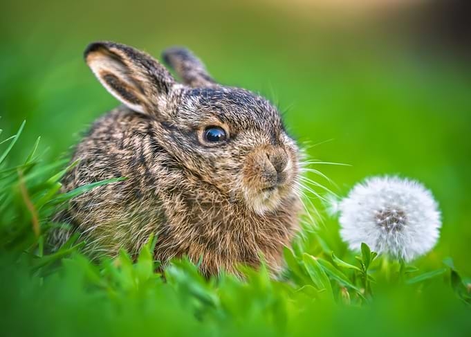 Baby Hare with Dandelion
