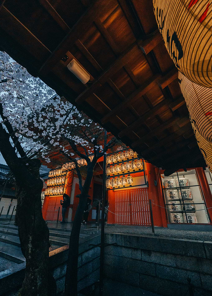 Japanese Temple Entrance with Lanterns and Cherry Blossoms