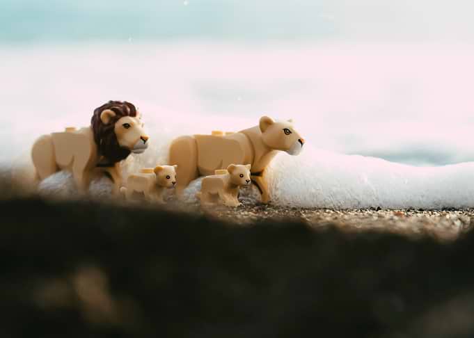 Lego Lion Family on Beach