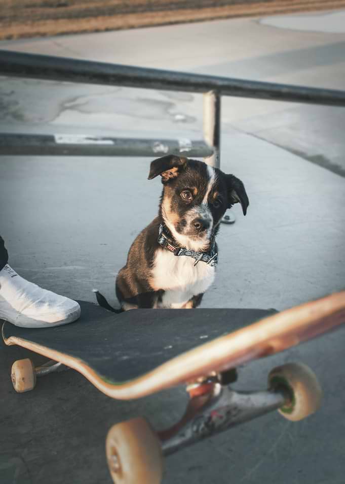 Puppy and Skateboard at Skatepark