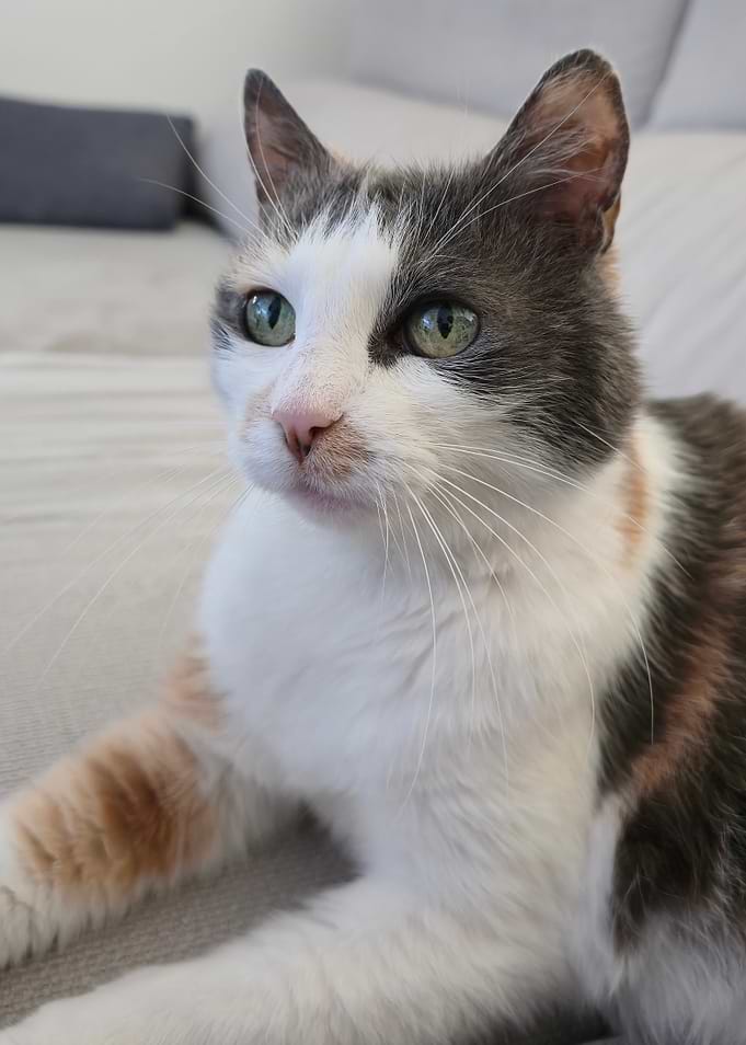 Calico Cat with Green Eyes