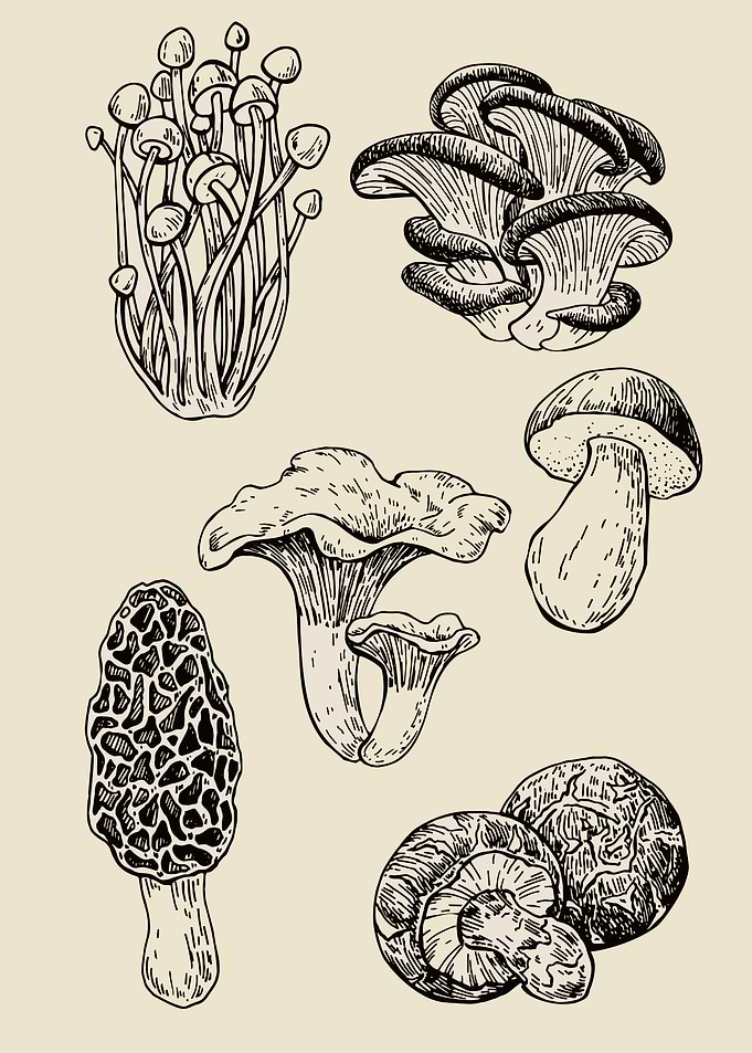 Collection of Hand-Drawn Mushrooms