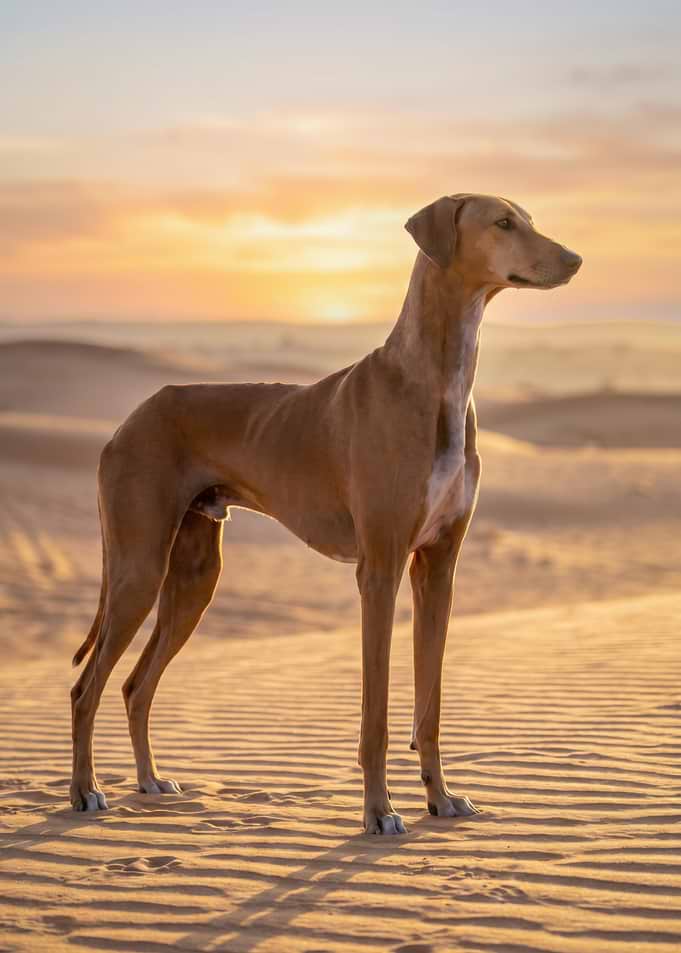 Azawakh dog in desert sunset
