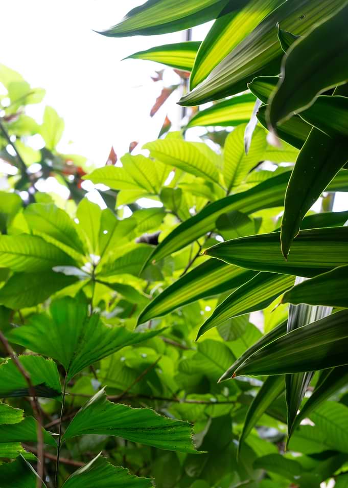 Lush Green Foliage in Sunlight