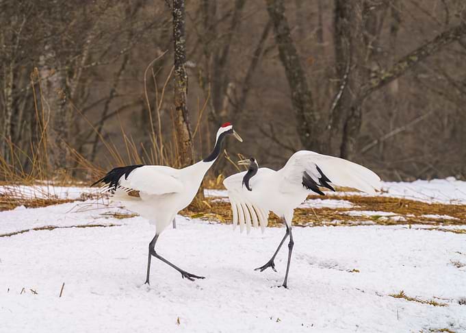 Tanch Red-crowned Cranes in Snow of Kushiro