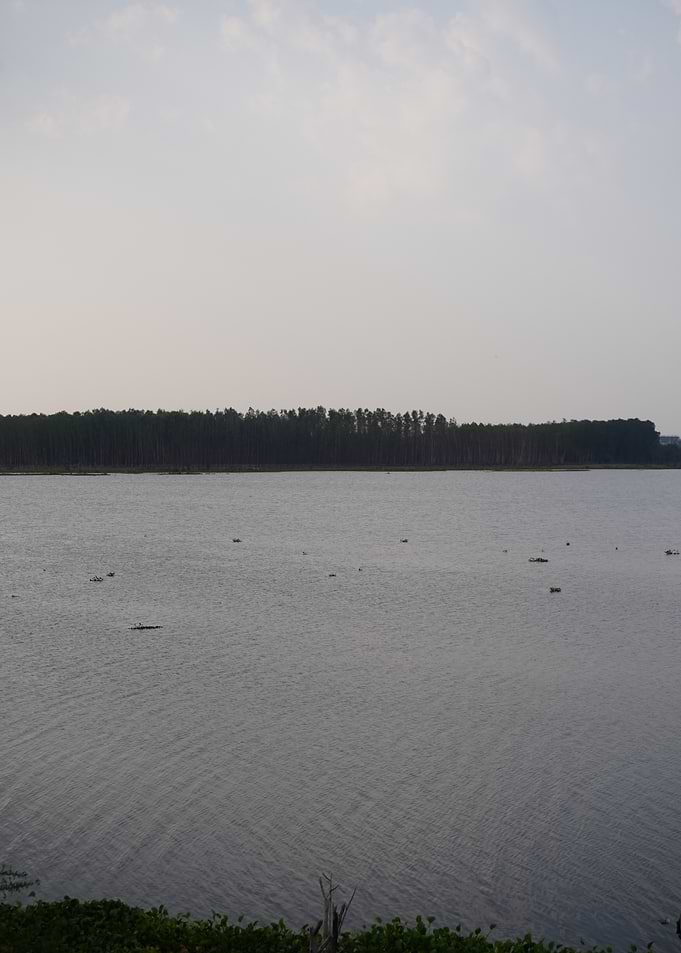 Serene Lake with Forested Shoreline