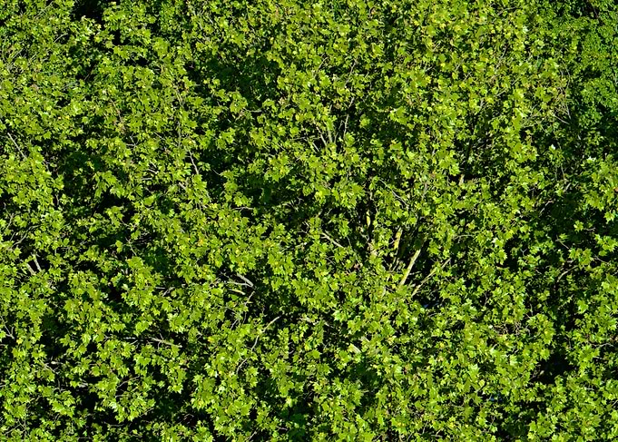 Lush Green Tree Canopy