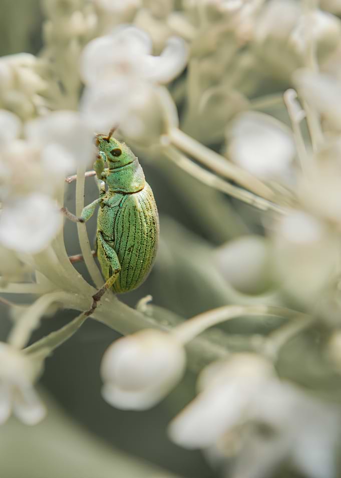 Green Weevil on White Flowers