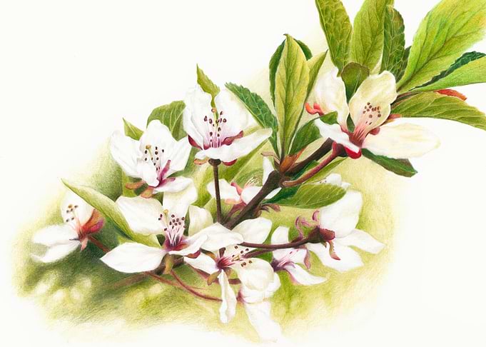 Delicate White Cherry Blossoms on Branch