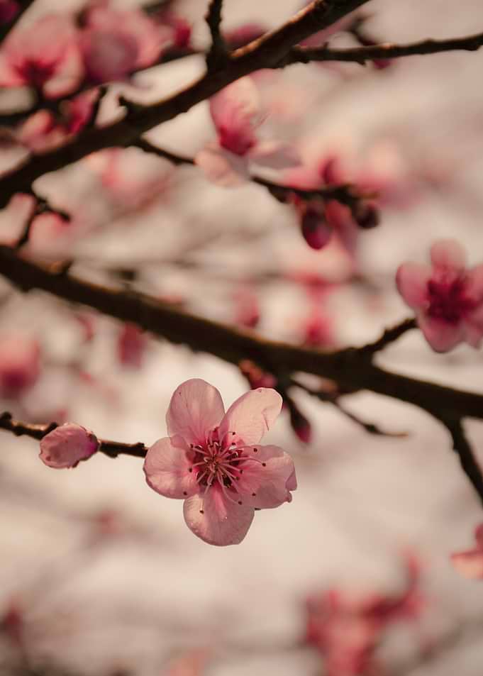 Delicate Pink Cherry Blossom