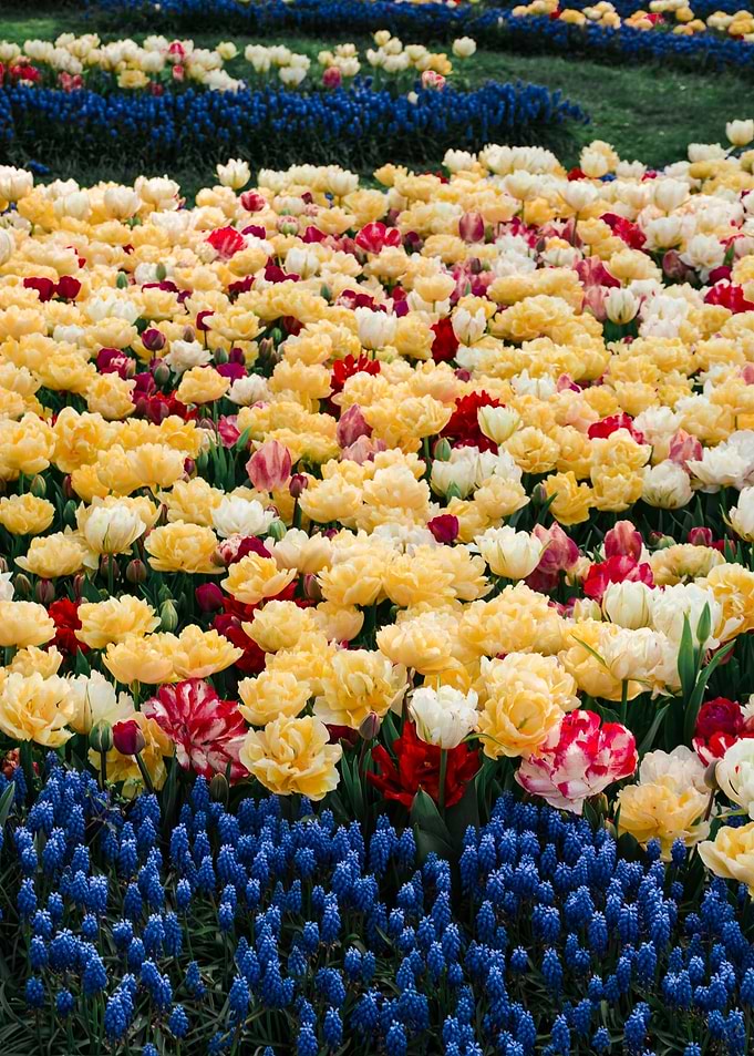 Field of Colorful Tulips and Blue Muscari Flowers