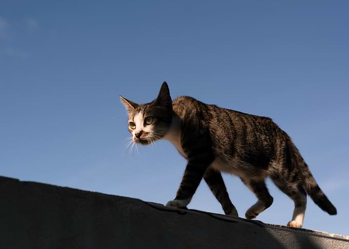 Cat walking on a wall