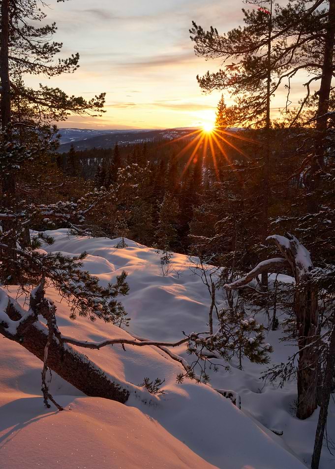 Winter Sunset Over Snowy Forest