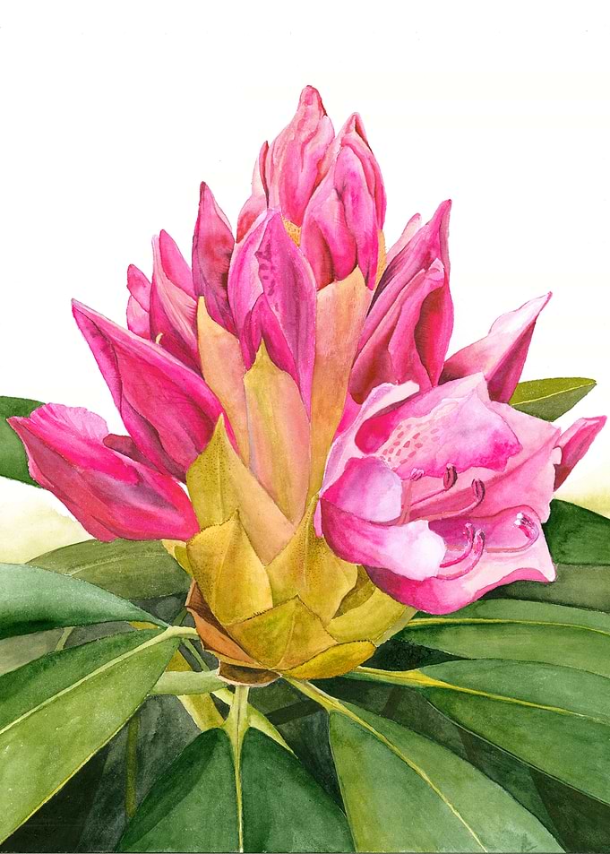 Pink Rhododendron Flower Bud