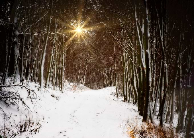 Sunlit Winter Forest Path