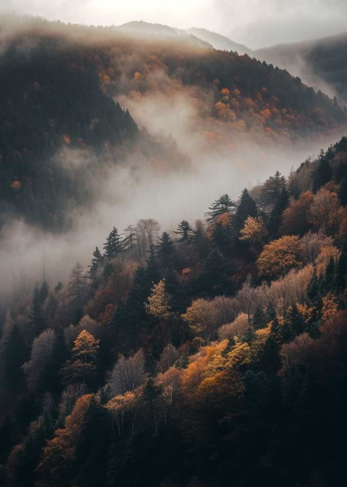 Misty Autumn Mountain Forest