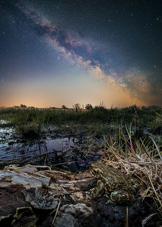 Green toad Under the Milky Way