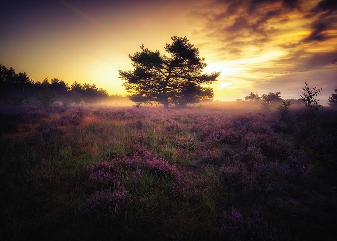 Misty Heather Field at Sunrise