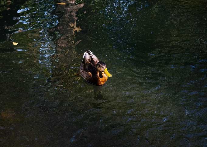 Mallard Duck Swimming in Dark Water