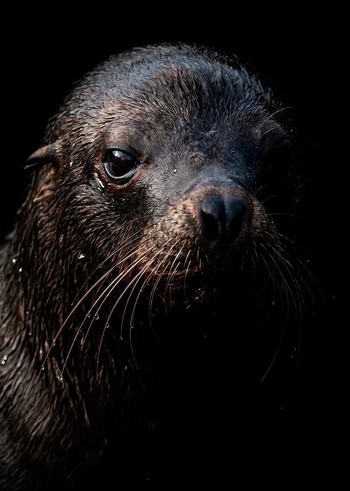 Close-up of a wet seal's face