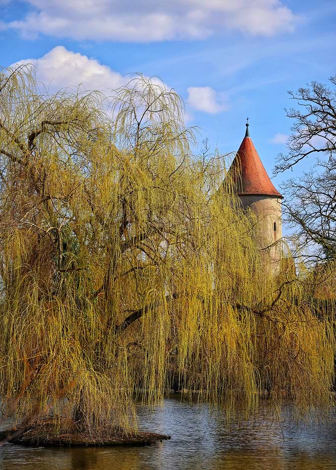 Weeping Willow by a Castle Tower