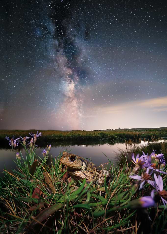 Common toad Under the Milky Way