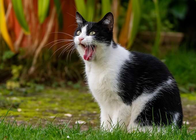 Black and white cat yawning outdoors