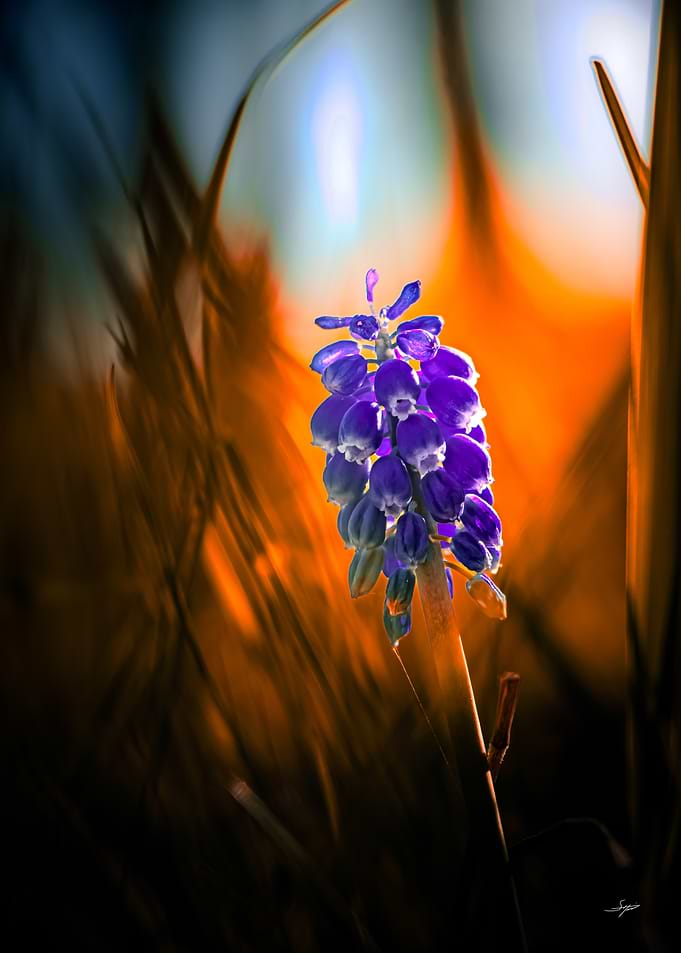Love of Nature