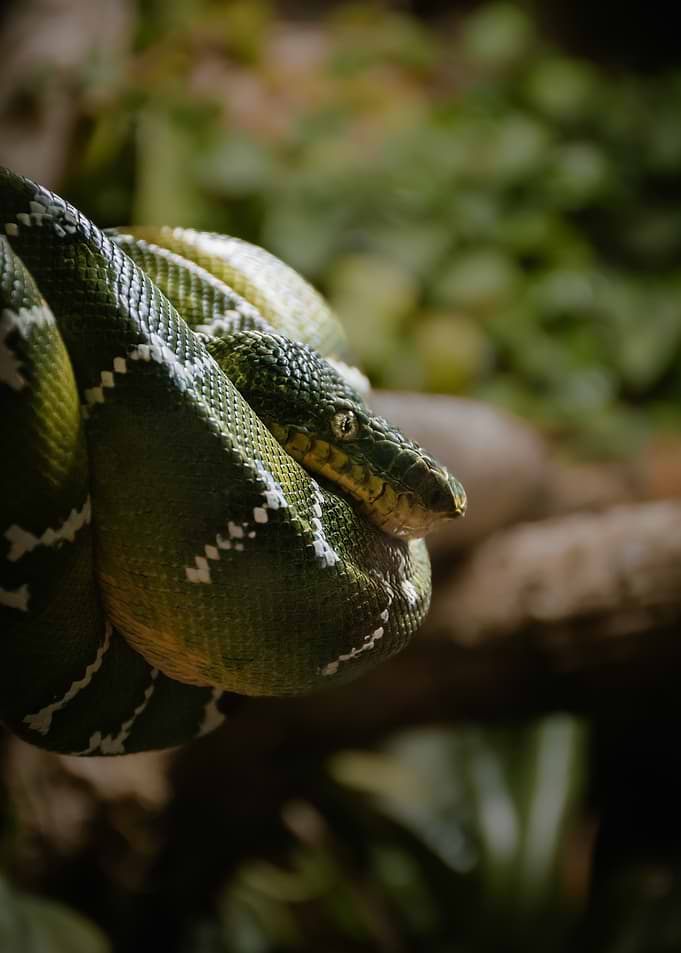 Emerald Boa on tree