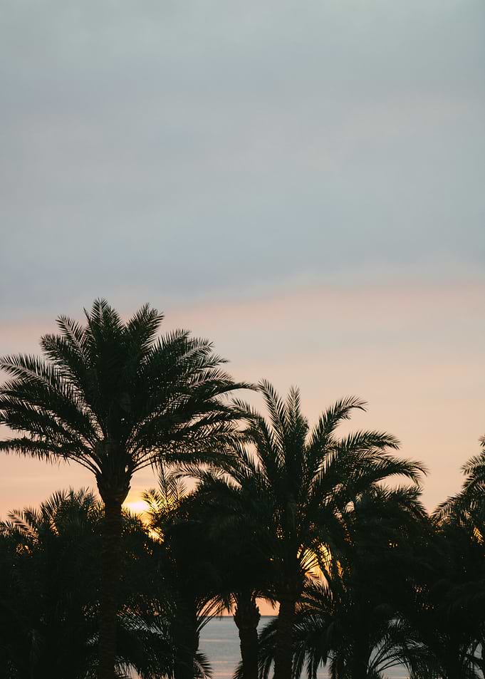 Palm Trees at Sunset