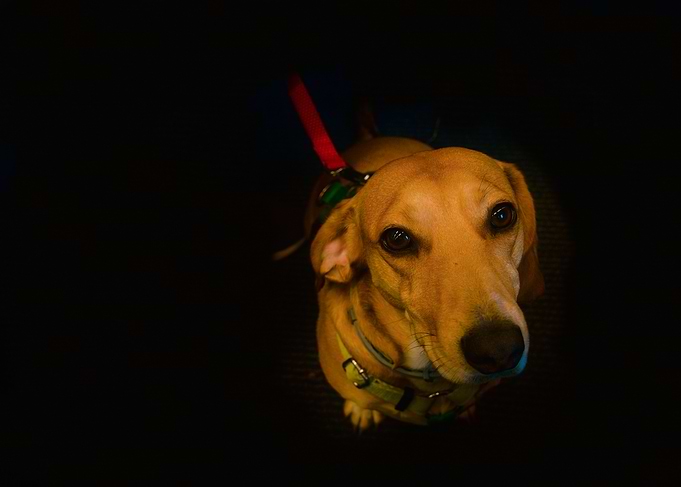 Dachshund looking up
