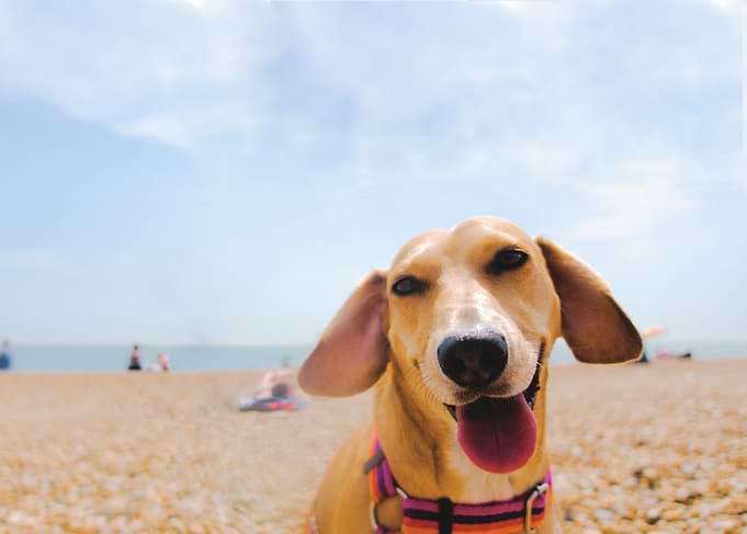 Happy Dog on a Beach