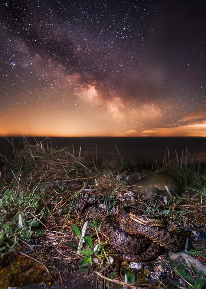 Adder Under the Milky Way