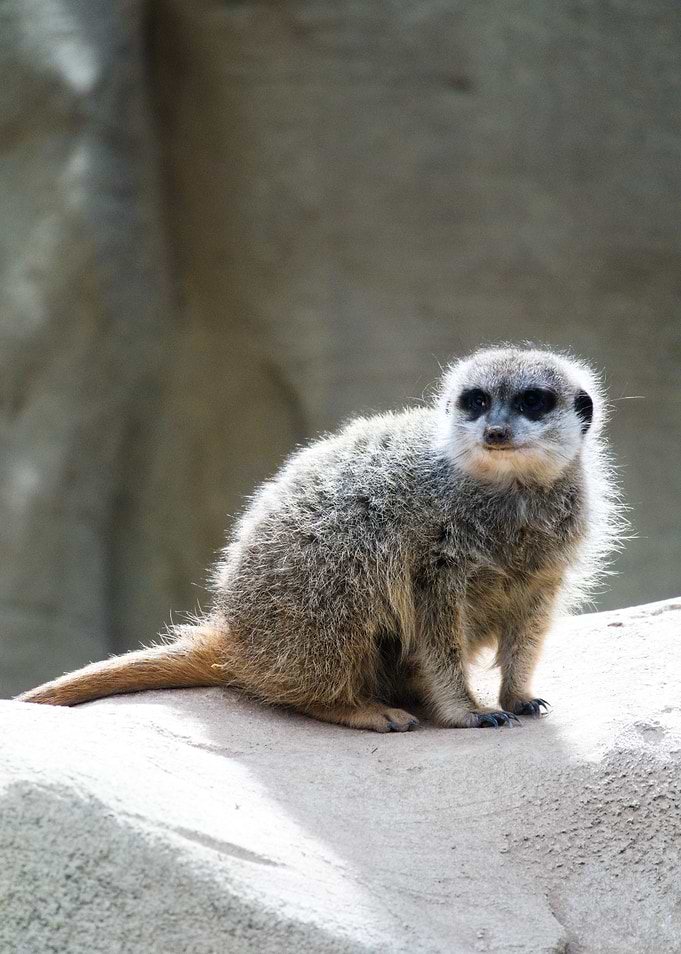 Meerkat sitting on a rock