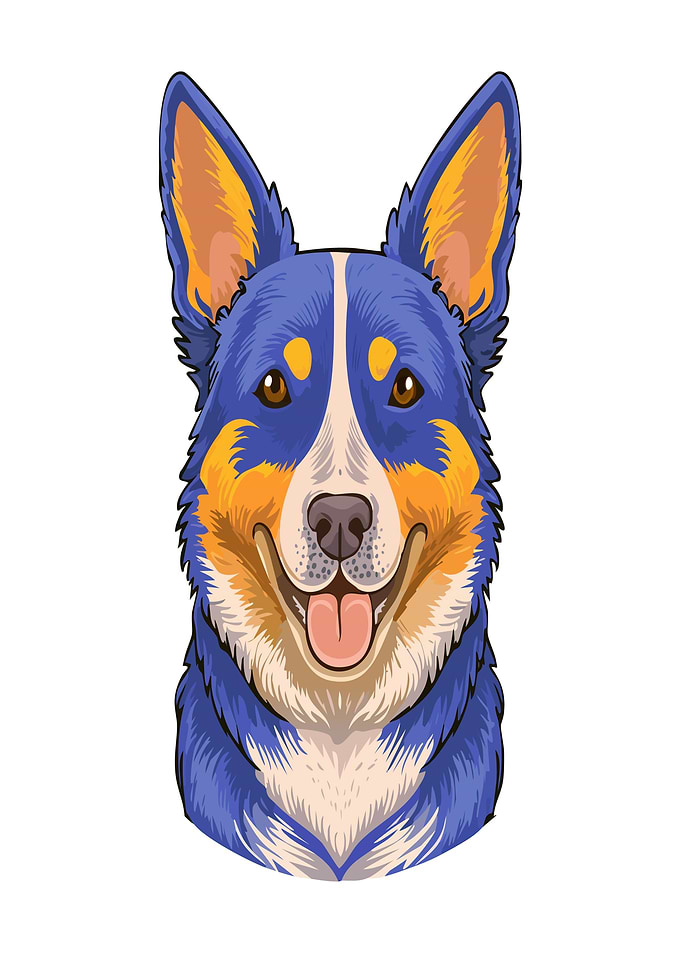 Blue Heeler Dog Portrait