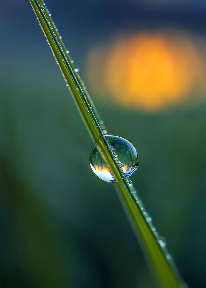 Macro Dewdrop on Grass Blade