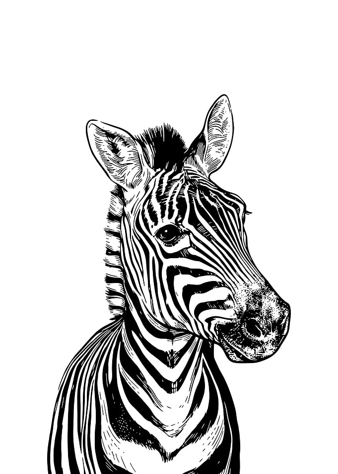 Black and White Zebra Portrait
