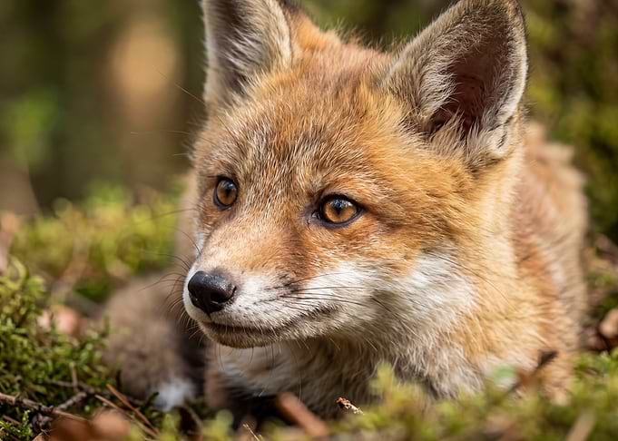 Close-up of a young fox in moss