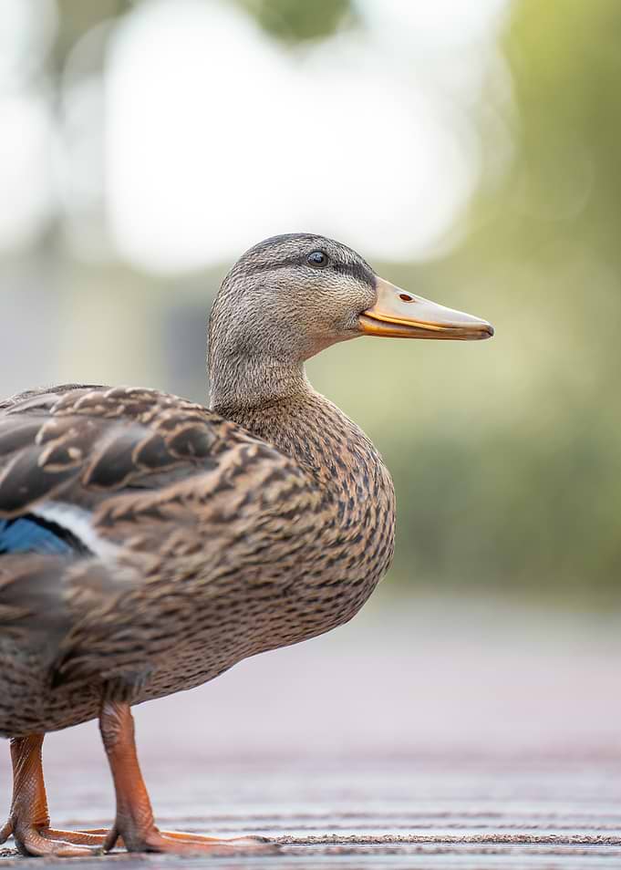 Side‑Eye Elegance of a Mallard
