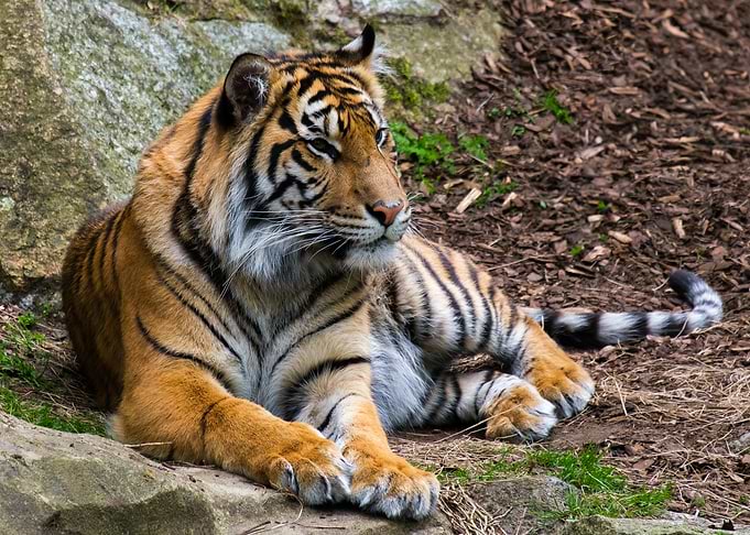 Silent Predator