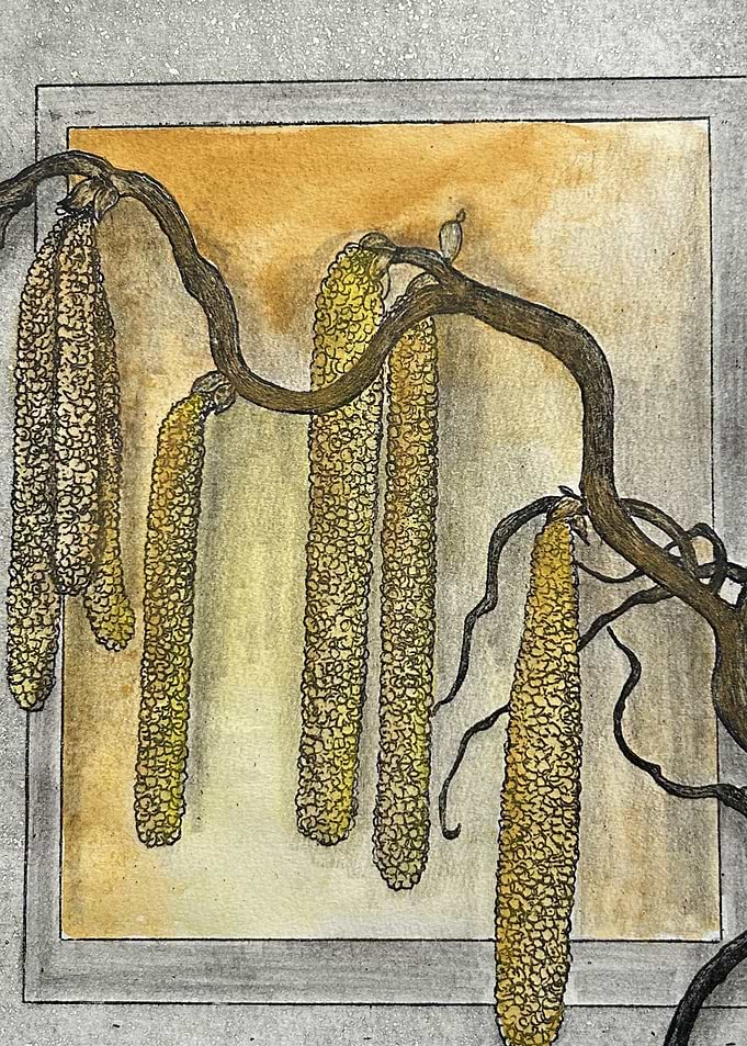Golden Catkins – Hand-Drawn Hazel Branch Study