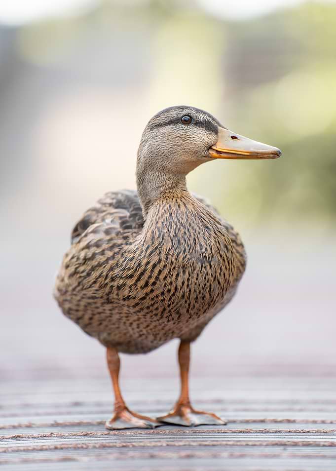 Mallard Duck Standing on Wooden Deck