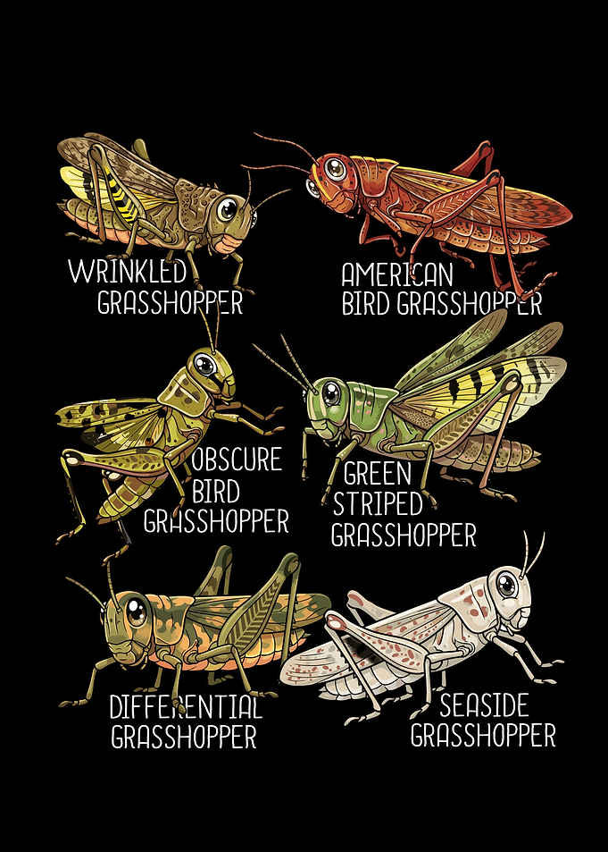 Grasshopper Lover Kids Insects Species Grasshopper