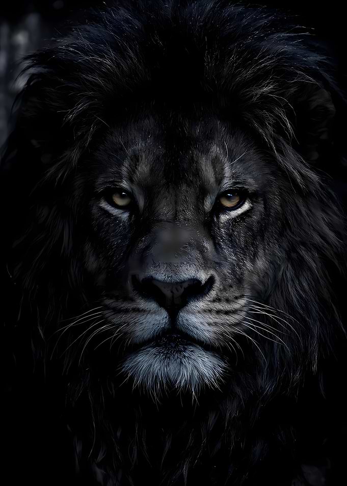 Close-up of a black lion's face