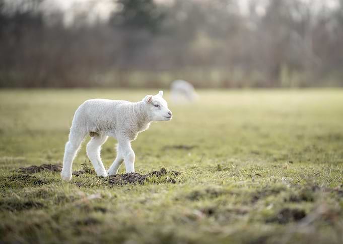 Cute Lamb Walking in a Field