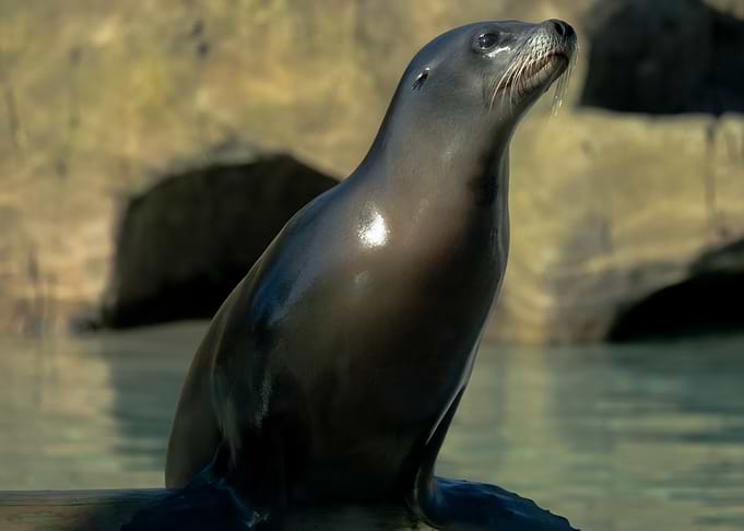 Sea Lion Portrait
