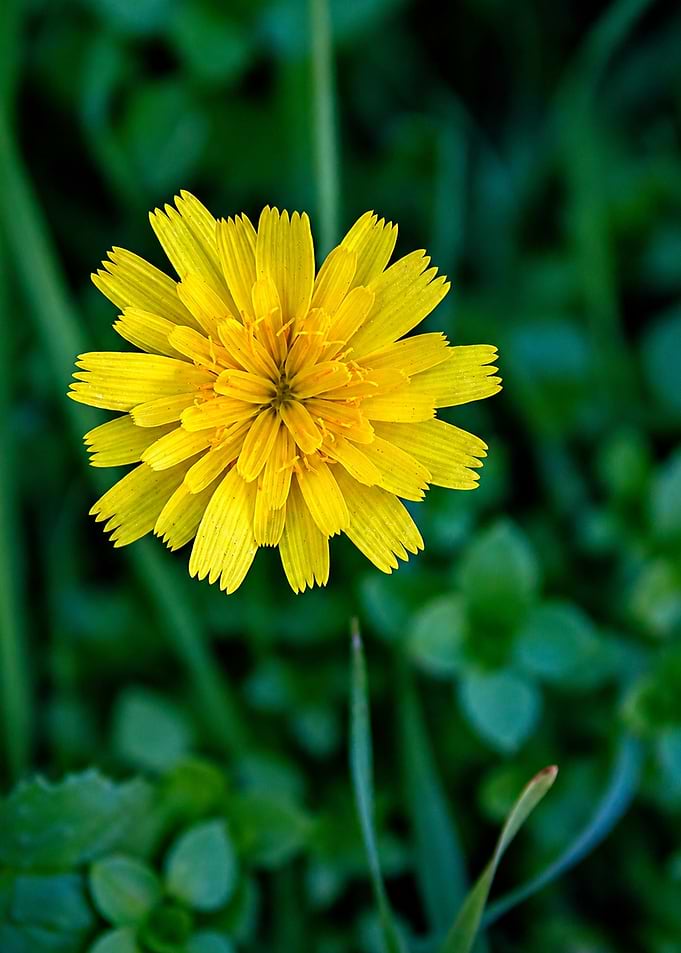 Close-up of a yellow dandelion flower