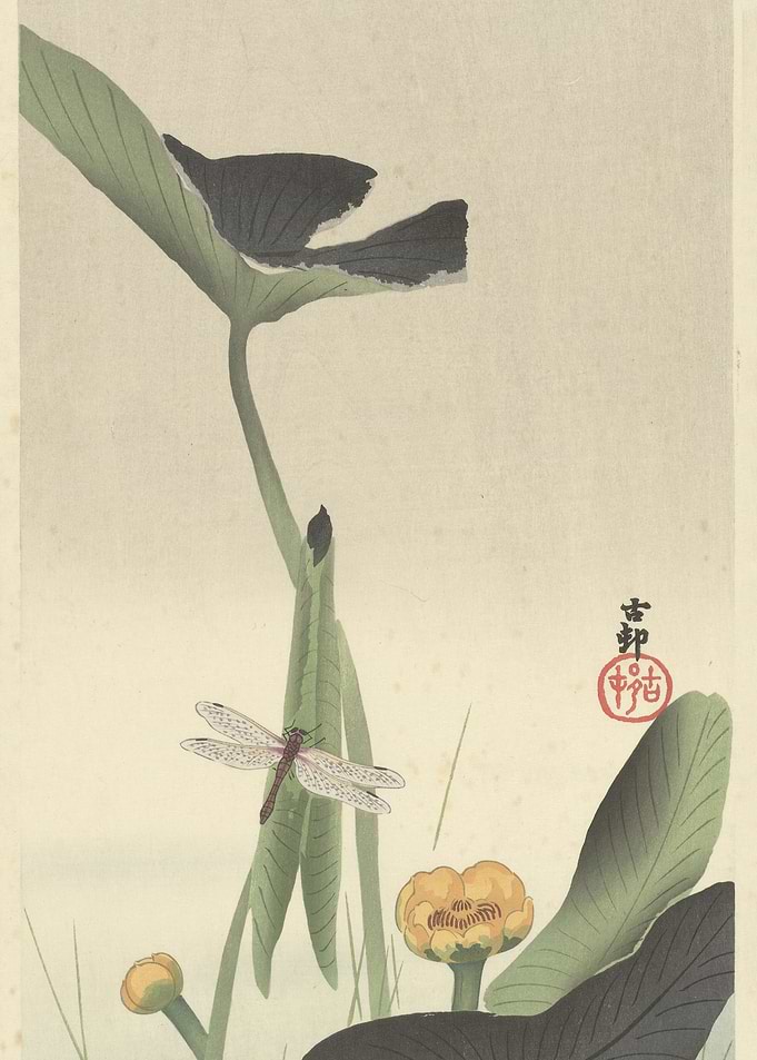 Dragonfly on Lotus Leaves