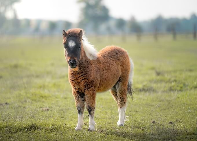 Shetland Pony With a Sweet Stare